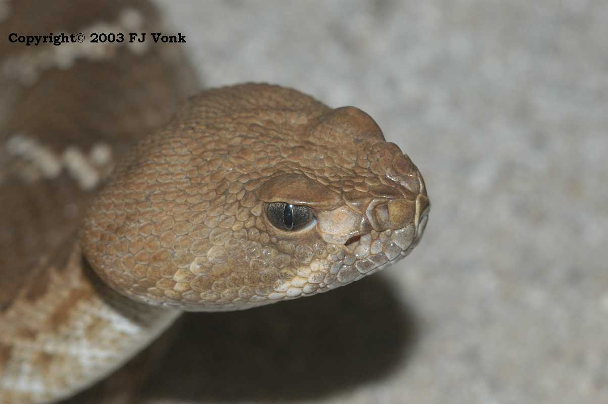 Crotalus ruber.jpg [47 Kb]